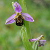 l’Ophrys Abeille