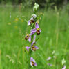 l’Ophrys Abeille