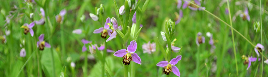 des orchidées